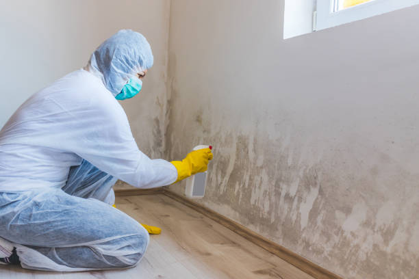 Licensed Basement Mold Remediation service in Natalia, TX - 24 Hour Mold Removal