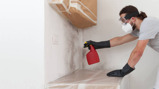 Professional Basement Mold Remediation technician working in Natalia, TX