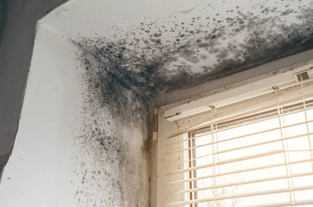 Affordable Basement Mold Remediation solutions in Natalia, TX